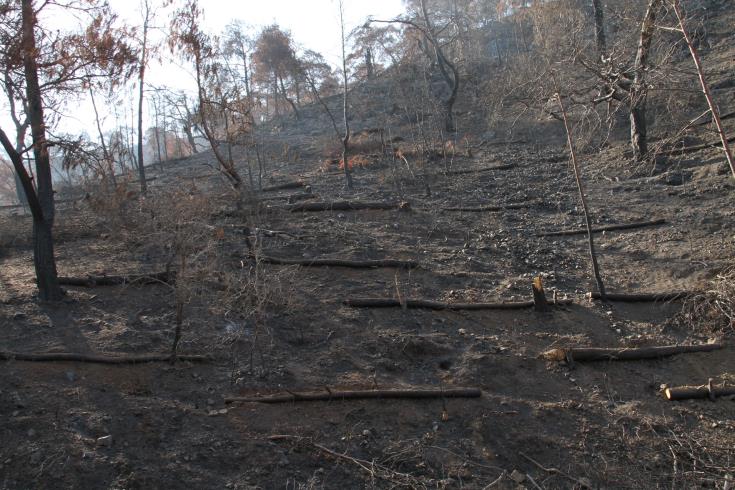 ΠΑΦΟΣ: Υπό πλήρη έλεγχο δασική πυρκαγιά στον Πωμό